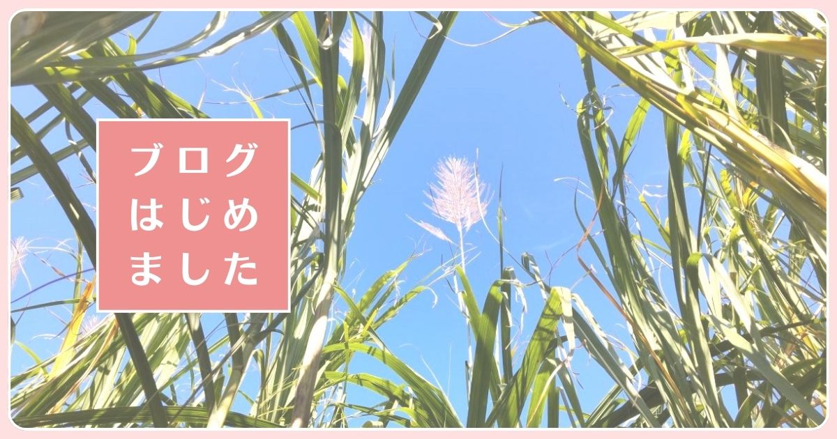 サトウキビの穂